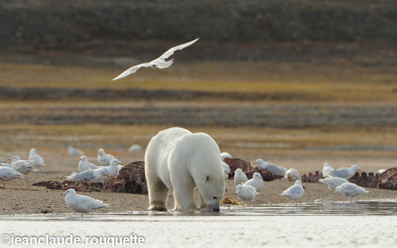  - North Canada 2012