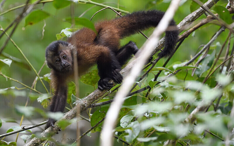 Brown Capuchin - Pacaya Samiria Pérou 2022