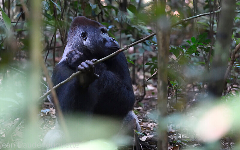  - Dzanga Sangha National Park (République Centrafricaine) 2019