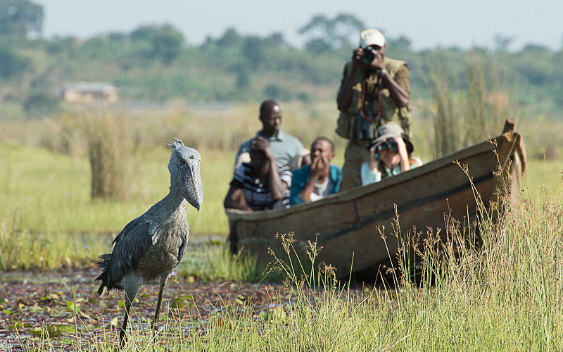 Mabamba swamp - Uganda 2016