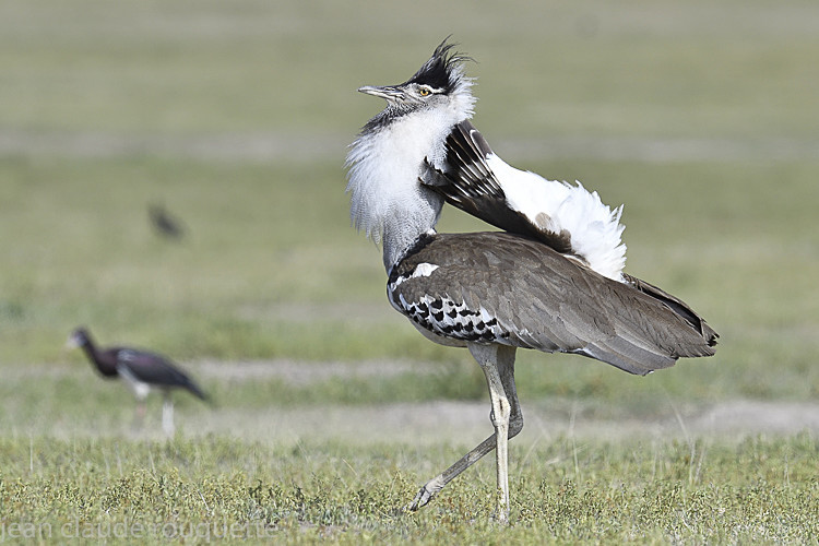 Kori bustard - Serengeti N.P. and N'Gorongoro Tanzania 2018