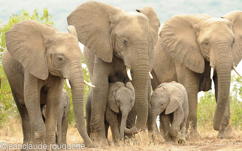 Elephant's family. - Queen Elisabeth N.P. Uganda 2012