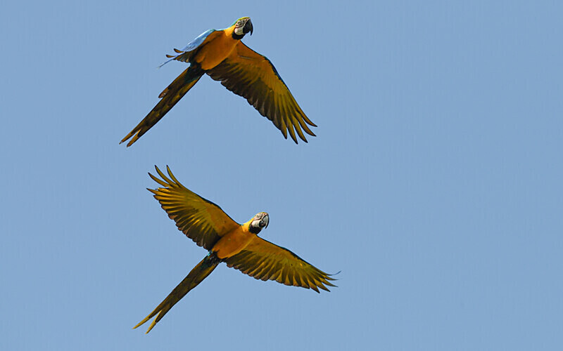 Blue and yellow macaw - Pacaya Samiria Pérou 2022