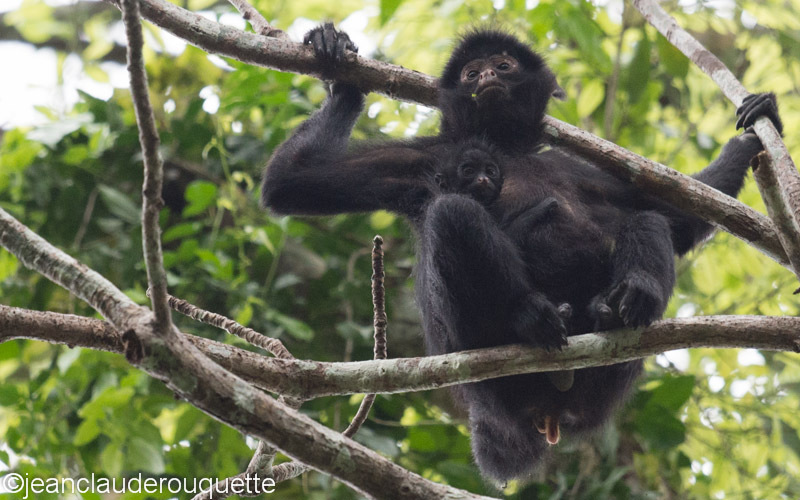 Spider Monkey - Manu national park (Peru 2015)