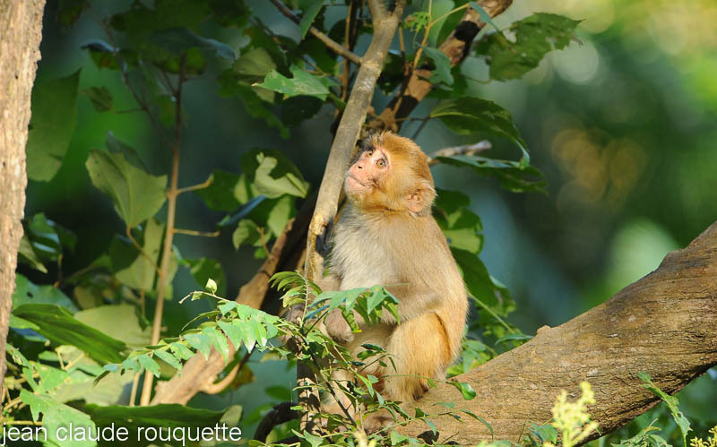 Young Macaco. - Kanha and Corbet national parks (India 2011)