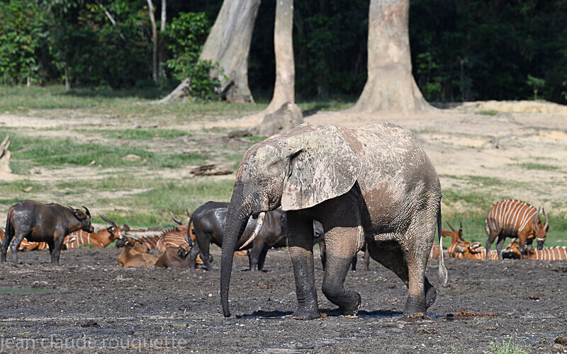  - Dzanga Sangha National Park (République Centrafricaine) 2019