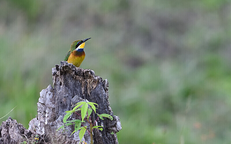 Cinnamon-chested Bee-eater - Parc national de La Lope (Gabon 2024)
