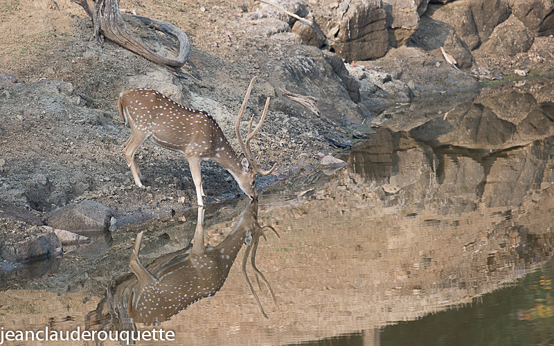 Chital - Pench national park (India 2016)