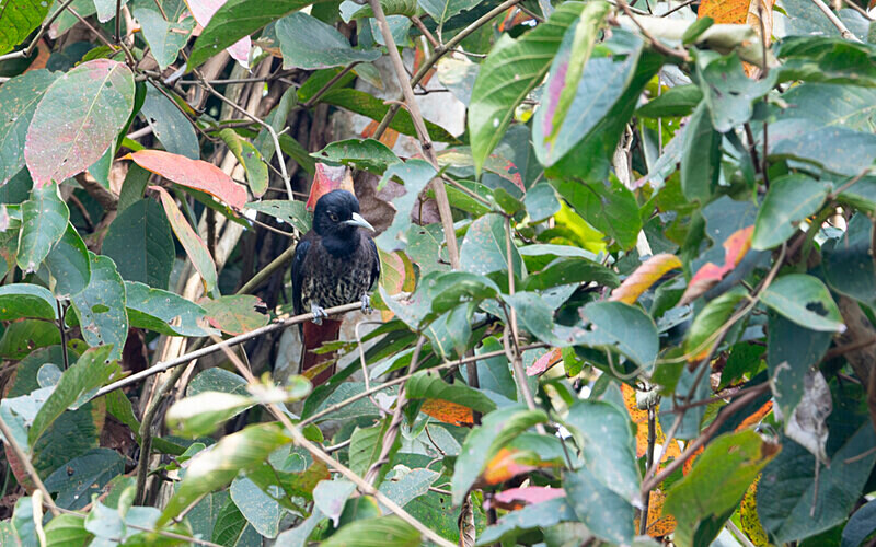 Maroon Oriole - Manas National Park North East India 2025