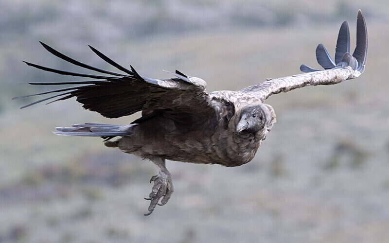 Immature Andean Condor - Patagonie Chilienne: Magellan Channel and Torres del Paine N.P.