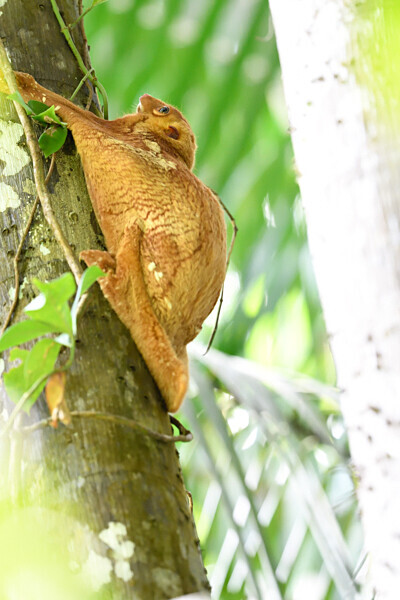 Flying Lemur - Sarawak (avril 2024) Borneo Malaisie