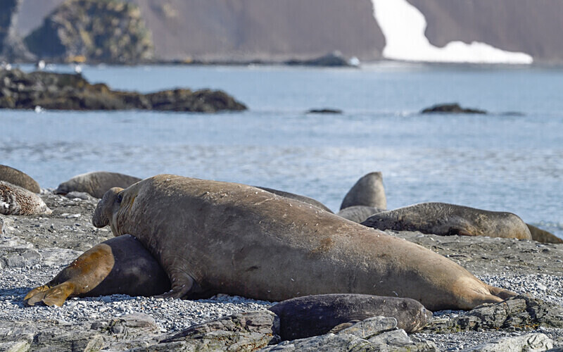 Big male elephant seal - Ushuaïa Malvinas South Georgia Antartica Peninsula
