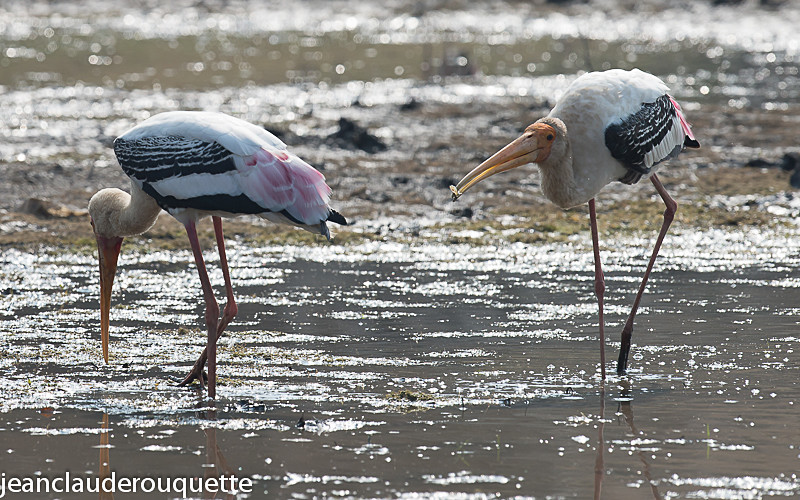Painted Stork - Pench national park (India 2016)