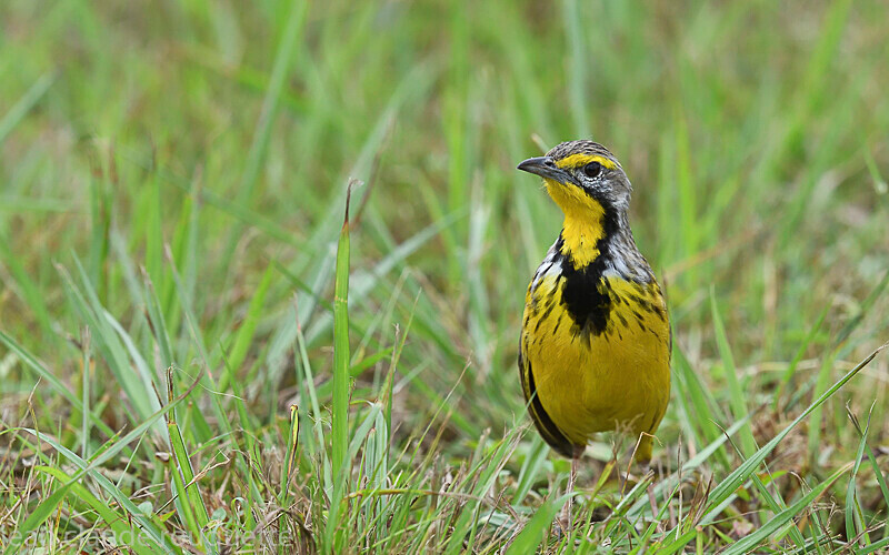 Yellow throated longclaw - Odzala National Park (République du Congo (2019)