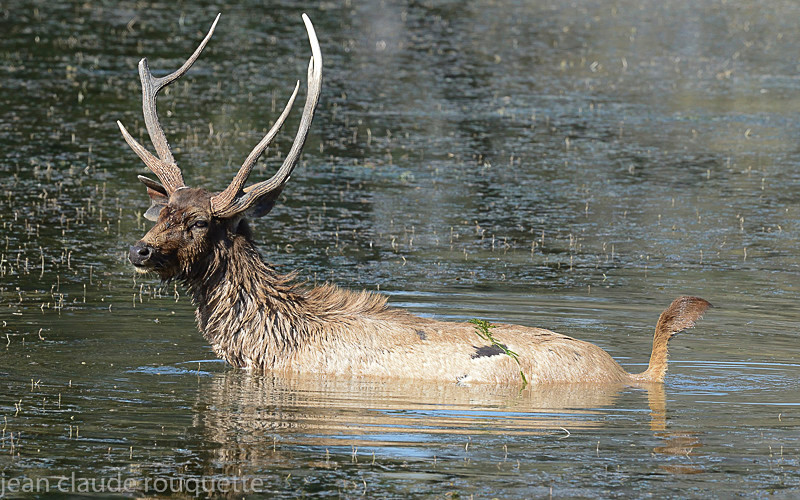  - Ranthambhore 2017