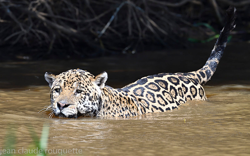 - Pantanal 2018 Porto Jofré