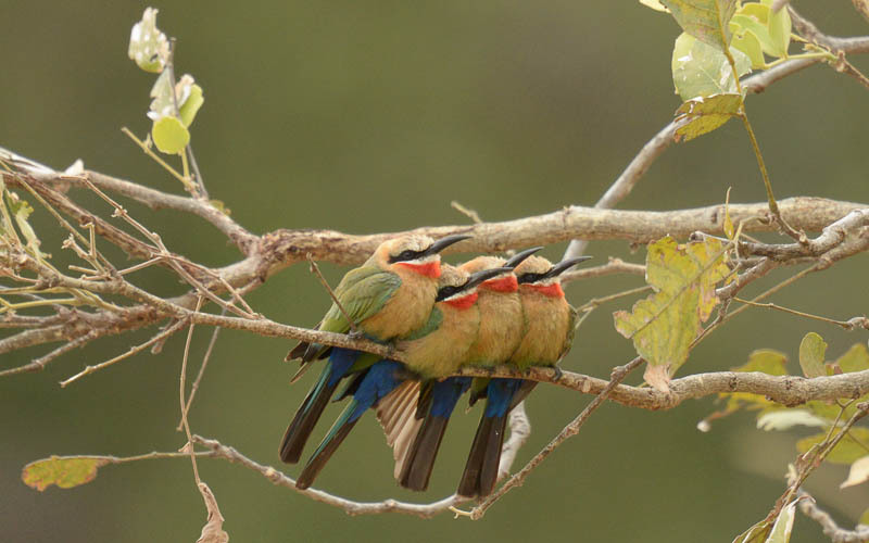 White-fronted bee-eaters - South Luangwa N.P. Zambia 2013