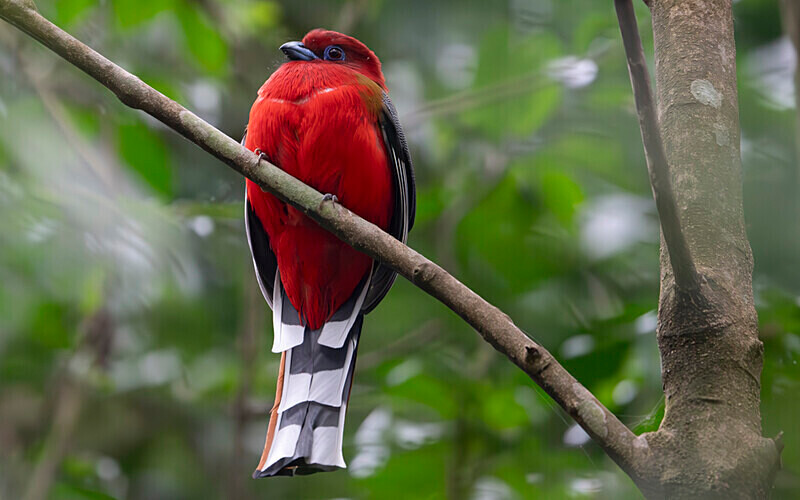 Red Headed Trogon male - Latpanchar