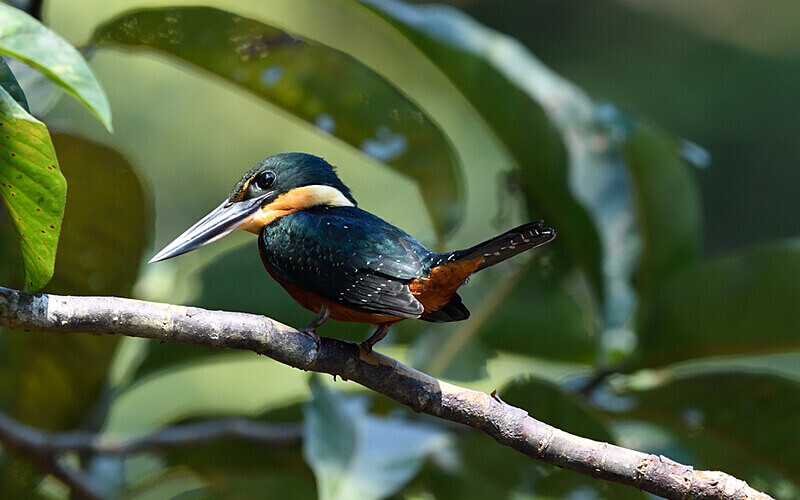 Green-And-Rufous Kingfisher - Pacaya Samiria Pérou 2022