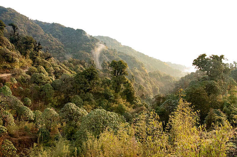  - Singalila National Park February 2025 North East India