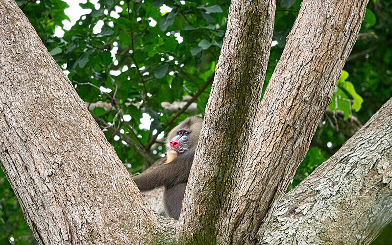 Male mandrill - Parc national de La Lope (Gabon 2024)