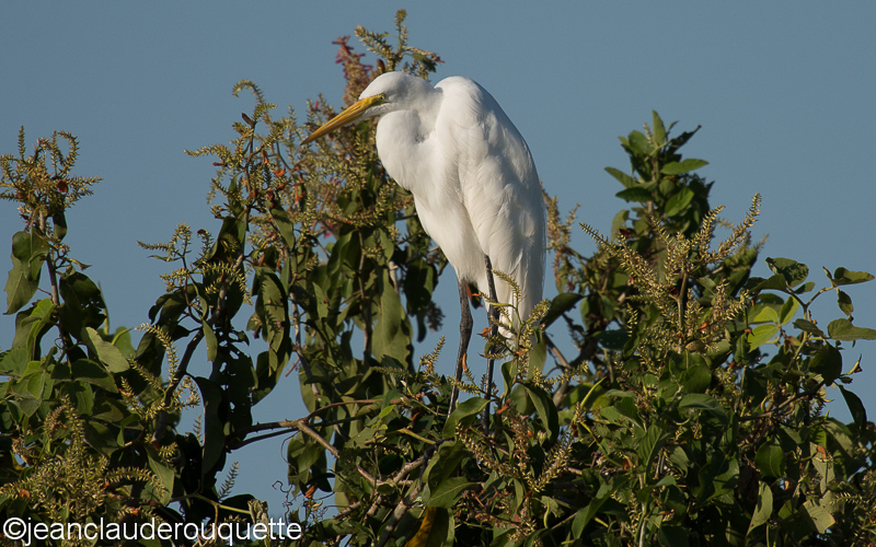 Great egret - Pantanal Brazil 2015