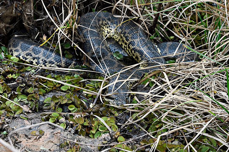 Ananconda - Pantanal 2018 Porto Jofré