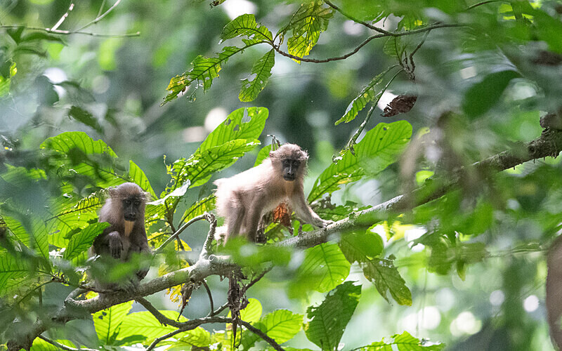 Young mandrills - Parc national de La Lope (Gabon 2024)