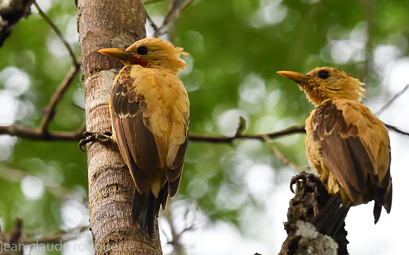 Cream-colored Woodpeckers - Mamiraua (brésil 2018)