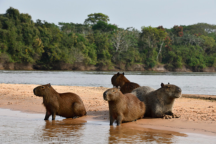 Cuiaba river - Pantanal 2018 Porto Jofré