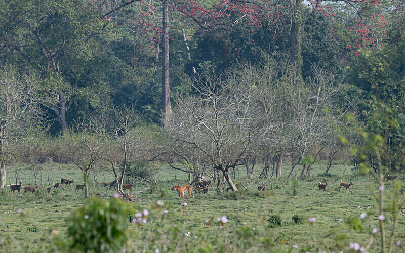 Tiger - Kaziranga National Park Noth East India 2025