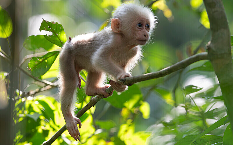Stump-tailed Macaque baby - Hollongapar wildlife sanctuary North East India 2025