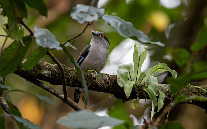 Silver-breasted Broadbill - Manas National Park North East India 2025