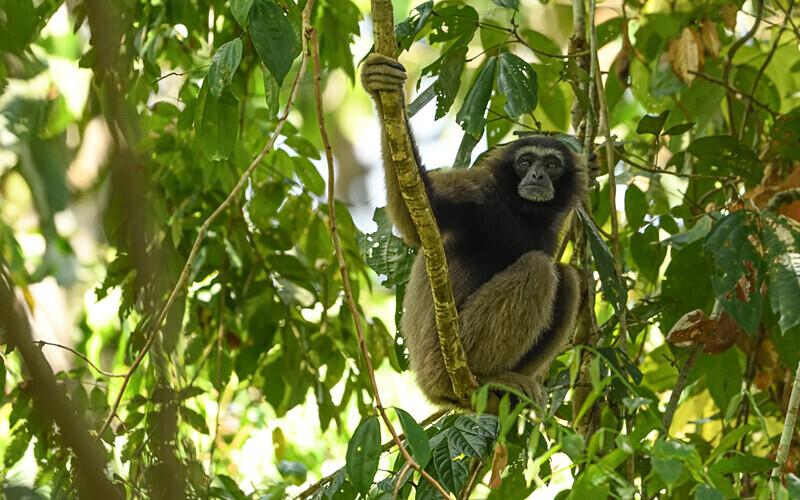 Tabin wildlife reserve - Sabah avril 2024 Borneo Malaisie