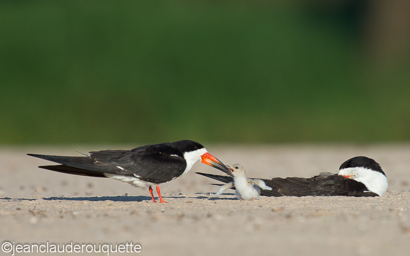 Black skimmer feeding his chick - Pantanal Brazil 2015