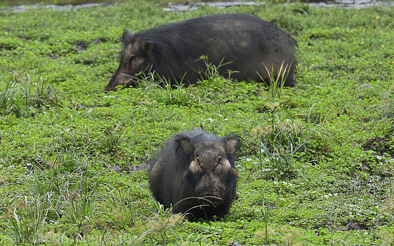 Giant Forest hogs - Dzanga Sangha National Park (République Centrafricaine) 2019
