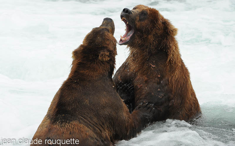  - Katmaï National Park ( Alaska 2010)
