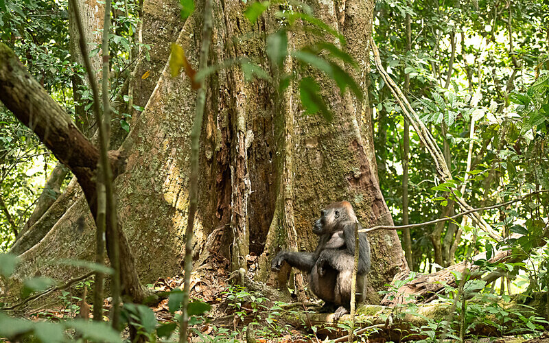 Silver back - Loango national park (Gabon 2024)