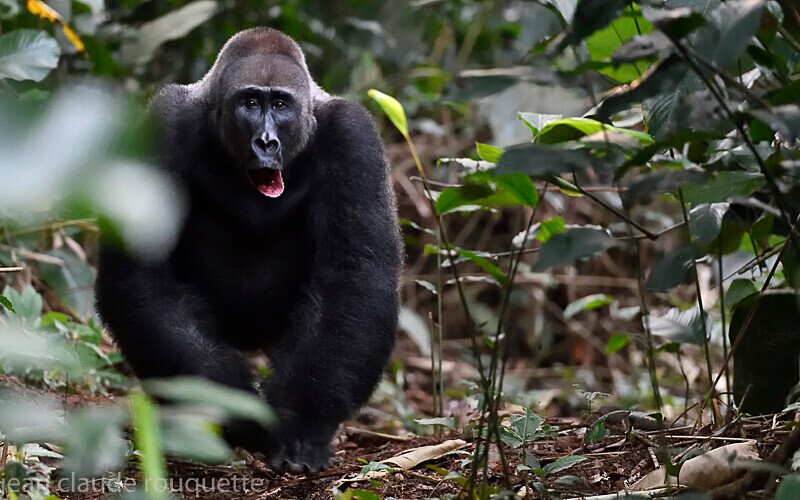 Lowland western gorilla (Neptuno ) - Odzala National Park (République du Congo (2019)