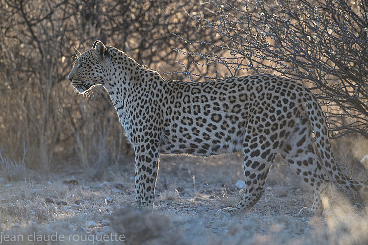  - Kgalagadi transfrontier park (2017)