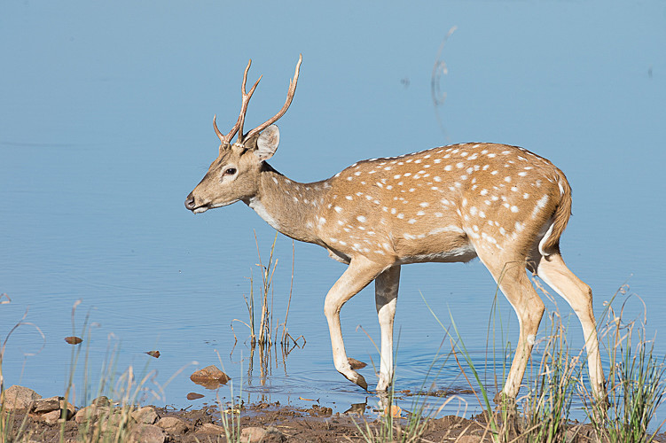  - Tadoba national park 2017