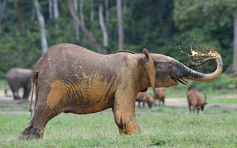  - Dzanga Sangha National Park (République Centrafricaine) 2019