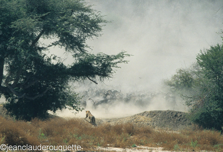 Lion and buffaloes - Ruaha N.P. Tanzania 2007