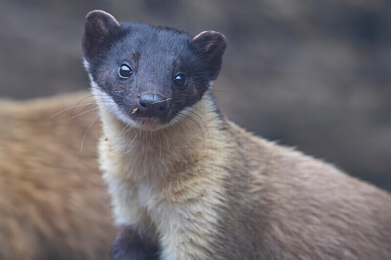 Yellow-throated Marten - Singalila National Park February 2025 North East India