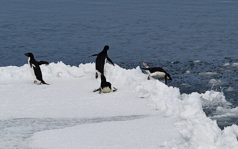  - Ushuaïa Malvinas South Georgia Antartica Peninsula
