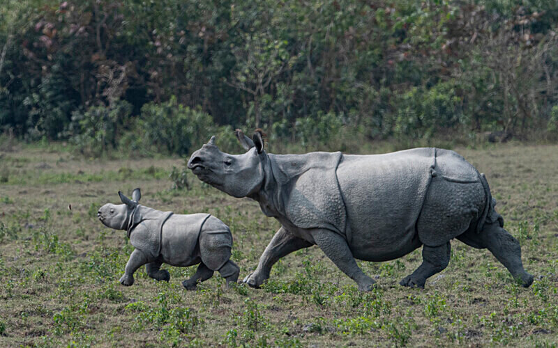 Rhino - Kaziranga National Park Noth East India 2025