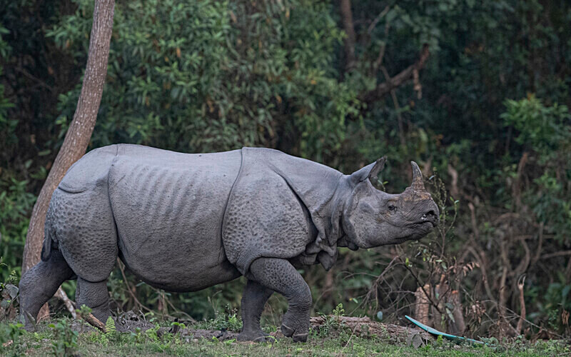  - Manas National Park North East India 2025