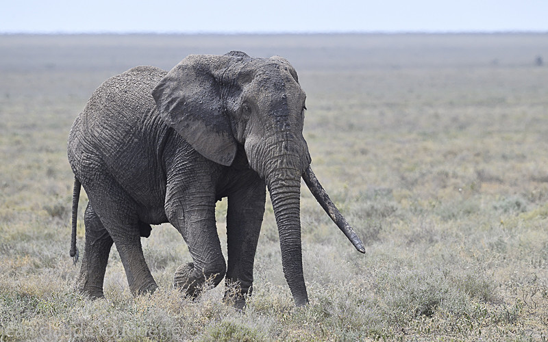 N'Dutu - Serengeti N.P. and N'Gorongoro Tanzania 2018