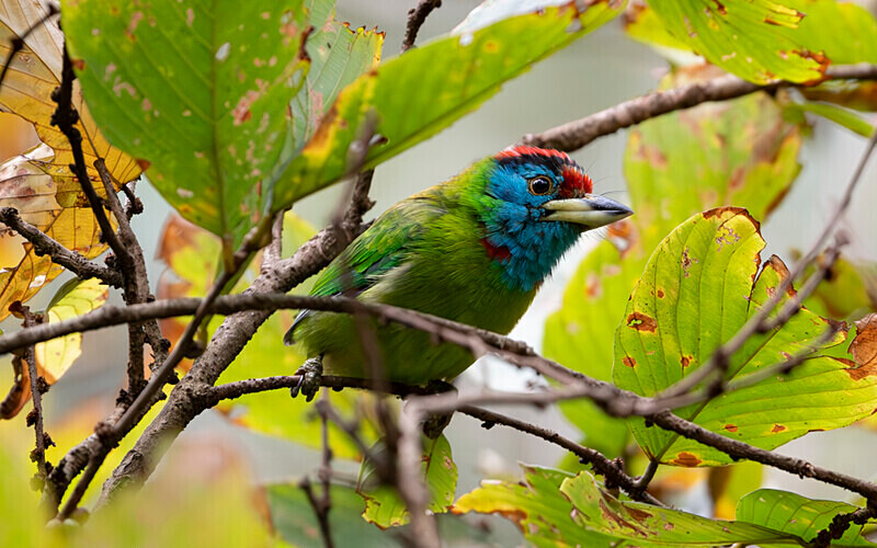 Blue throated Barbet - Latpanchar