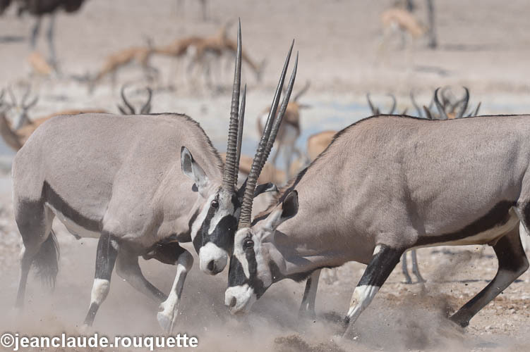 Oryx fighting - Etosha N.P.(Namibia 2013)